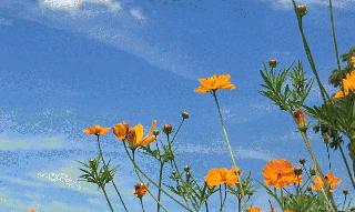 Yellow Flowers 3